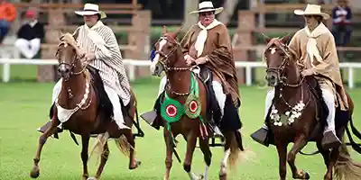 Exhibición de caballos de Paso en Lima